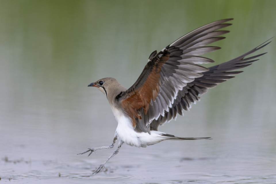 Rotfluegel_Brachschwalbe_250708_10.jpg