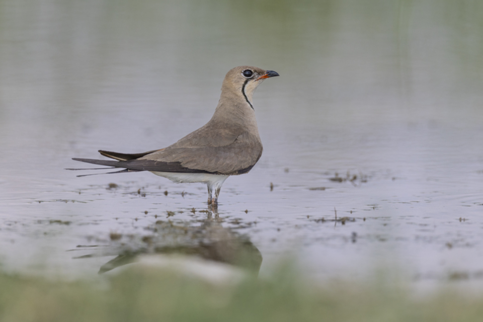 Rotfluegel_Brachschwalbe_250708_11.jpg