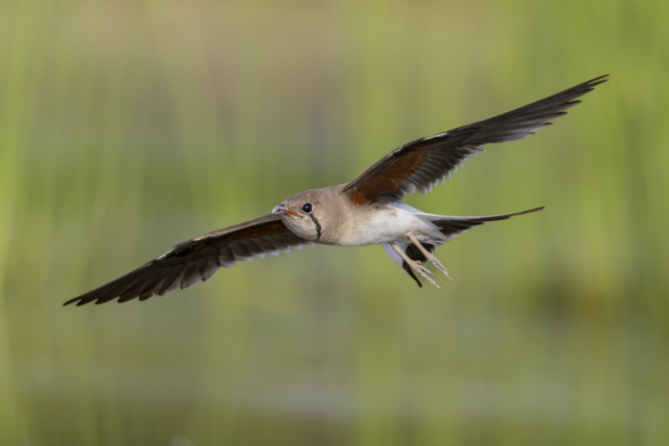 Rotfluegel_Brachschwalbe_250708_12.jpg