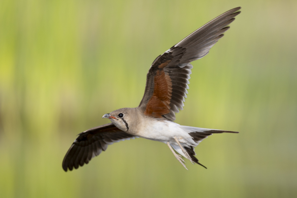 Rotfluegel_Brachschwalbe_250708_13.jpg