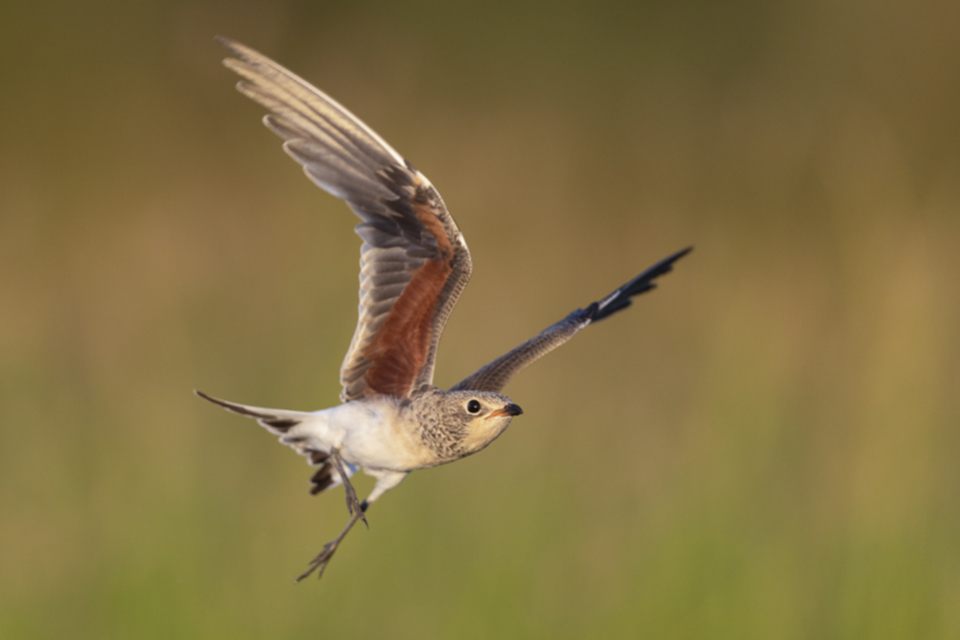 Rotfluegel_Brachschwalbe_250711_20.jpg