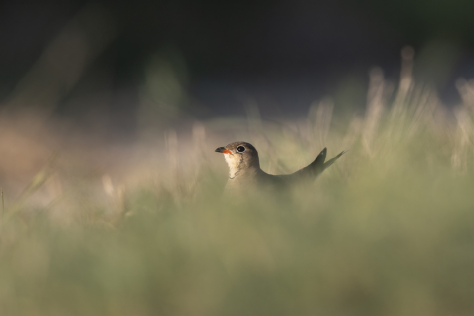 Rotfluegel_Brachschwalbe_250712_21.jpg