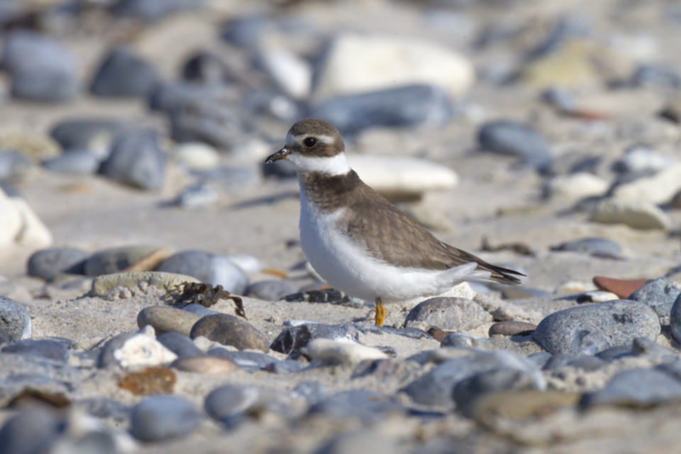 Sandregenpfeifer SK_121013_01.jpg