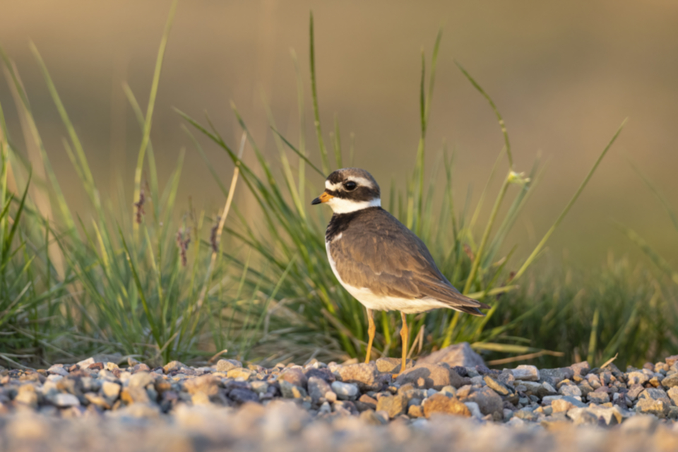 Sandregenpfeifer_220702_03.jpg