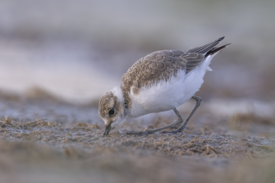 Seeregenpfeifer juv._250712_03.jpg