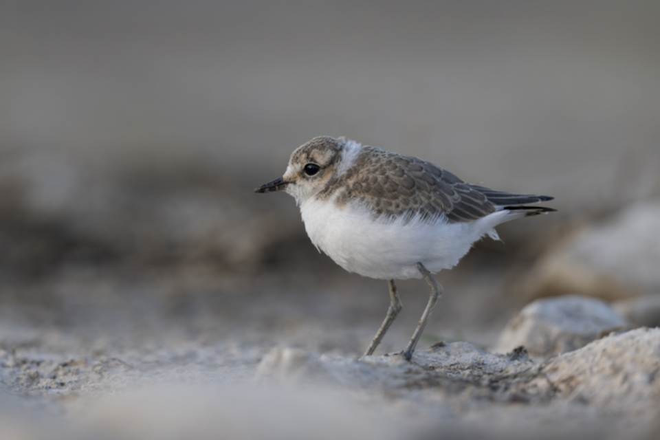 Seeregenpfeifer juv._250712_06.jpg