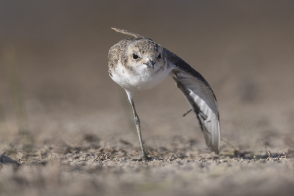Seeregenpfeifer juv._250712_07.jpg