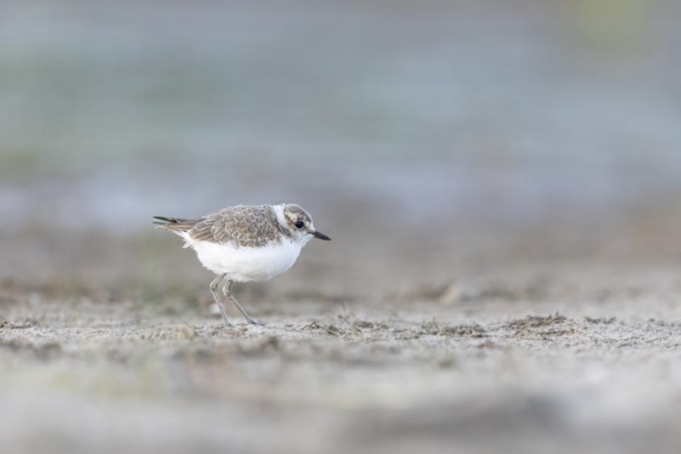 Seeregenpfeifer juv._250712_02.jpg