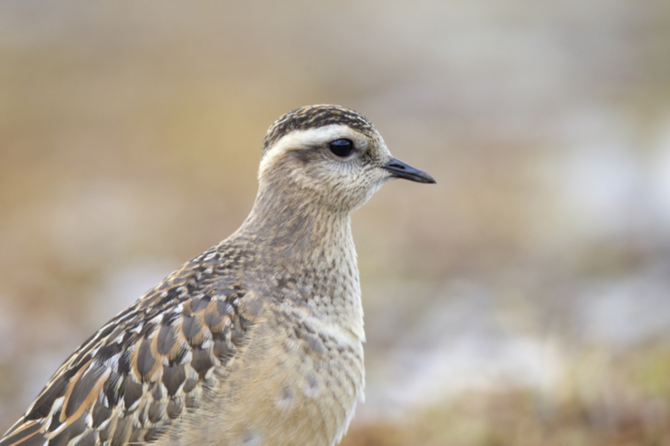 Mornellregenpfeifer juv._110831_12.jpg