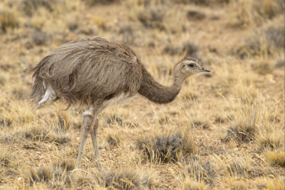 01Lesser Rhea.jpg 01Lesser Rhea.jpg