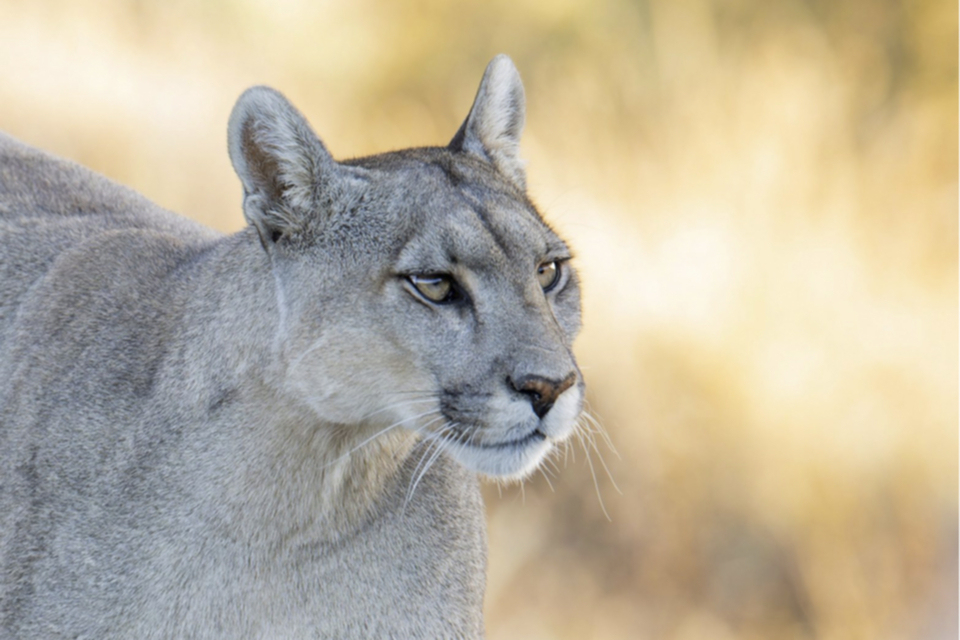 02Puma.jpg 02Puma.jpg