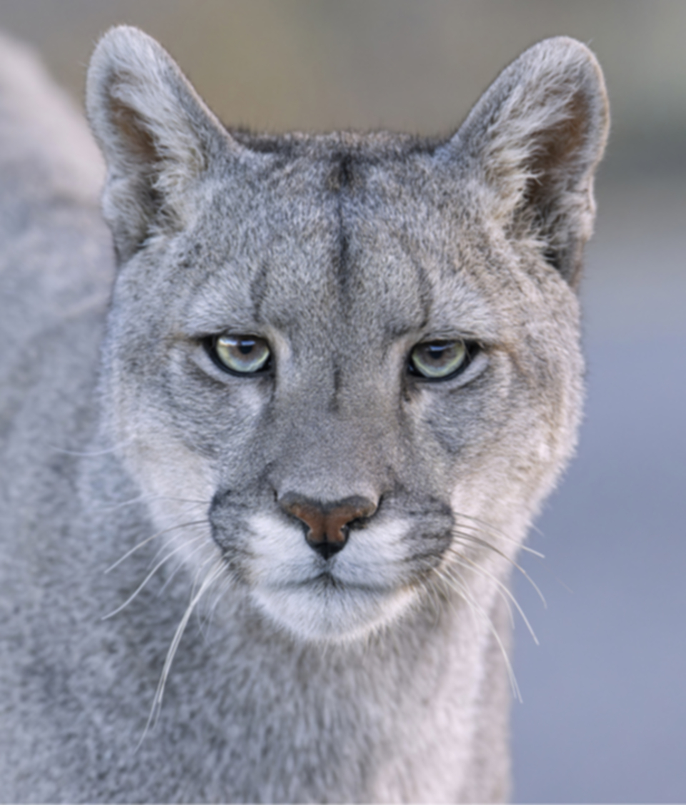 03Puma.jpg 03Puma.jpg