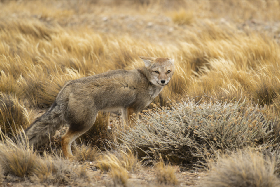 02South American Gray Fox.jpg 02South American Gray Fox.jpg