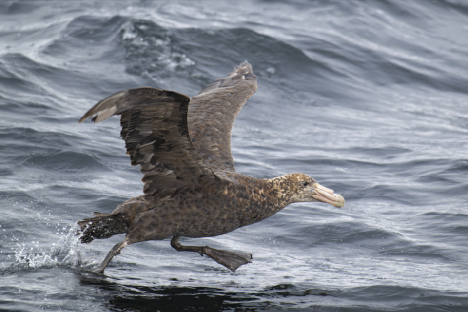 03Southern Giant Petrel.jpg 03Southern Giant Petrel.jpg
