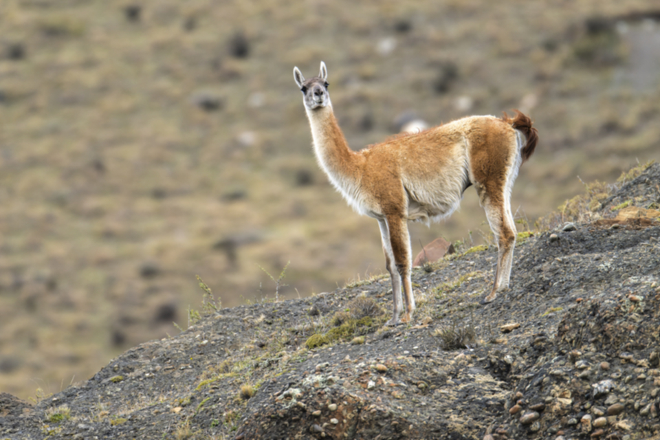 04Guanaco.jpg 04Guanaco.jpg