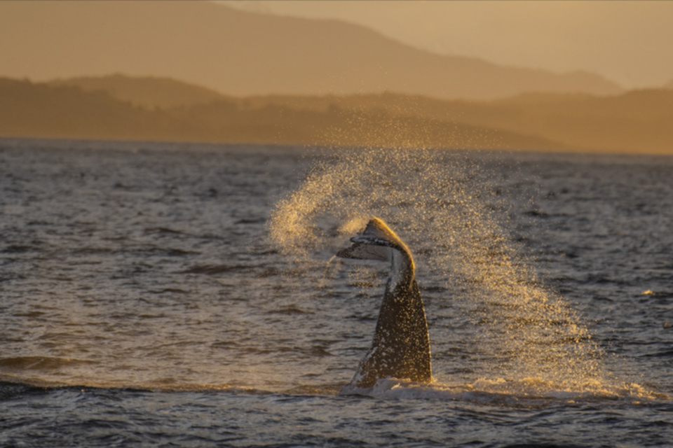 05Humpback Whale.jpg 05Humpback Whale.jpg