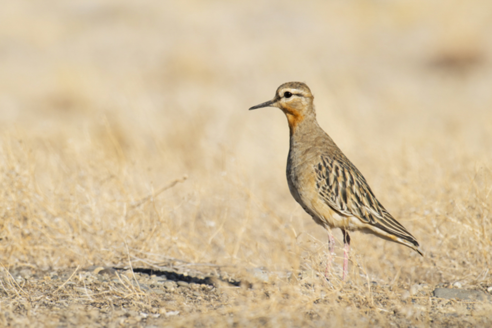 06Tawny-throated Dotterel.jpg 06Tawny-throated Dotterel.jpg