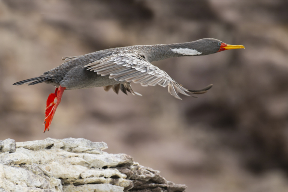 07Red-legged Cormorant.jpg 07Red-legged Cormorant.jpg