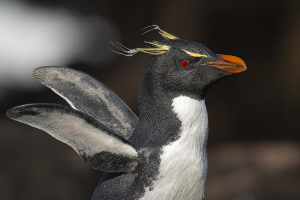 08Southern Rockhopper Penguin.jpg 08Southern Rockhopper Penguin.jpg