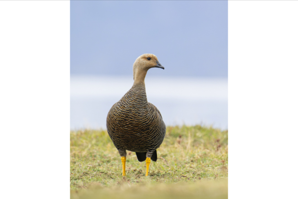 10REd-legged Cormorant.jpg 10REd-legged Cormorant.jpg