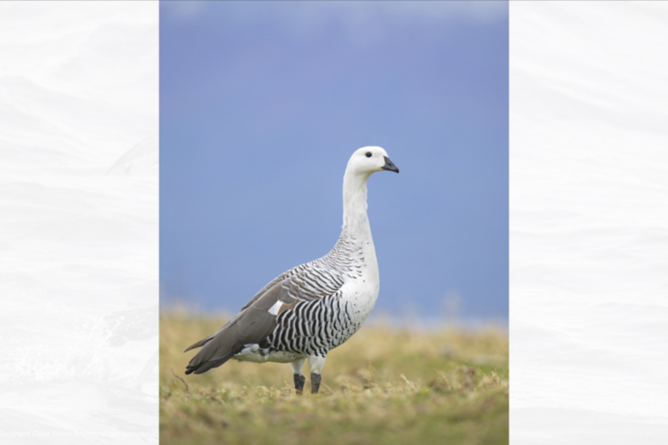 11Upland Goose.jpg 11Upland Goose.jpg