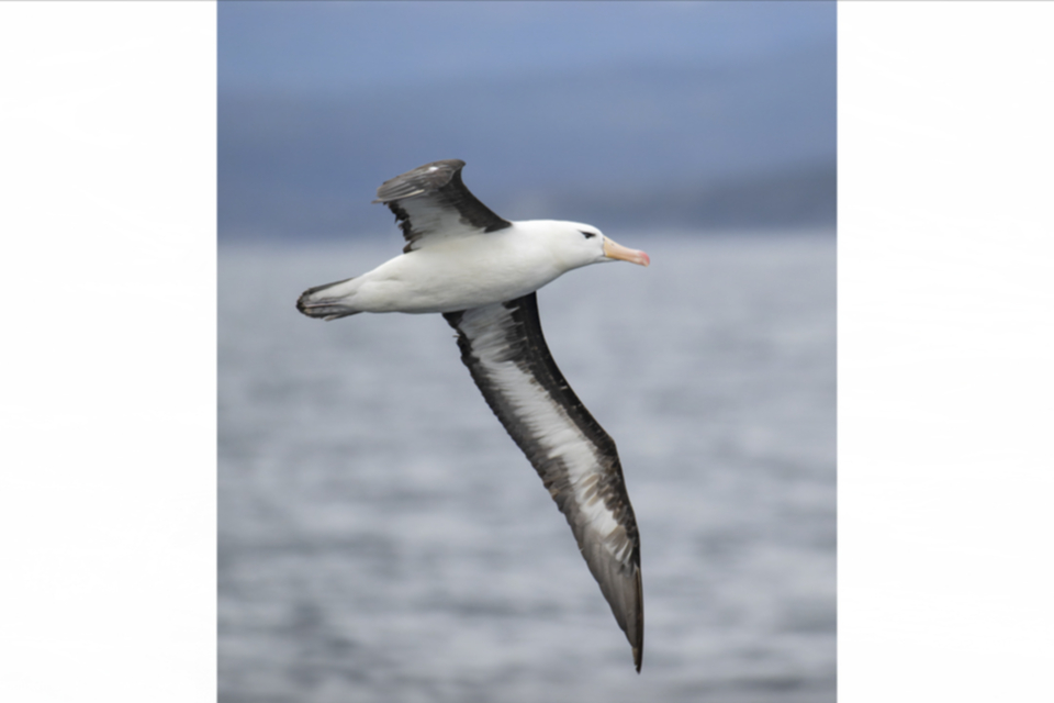 12Black-browed Albatross.jpg 12Black-browed Albatross.jpg