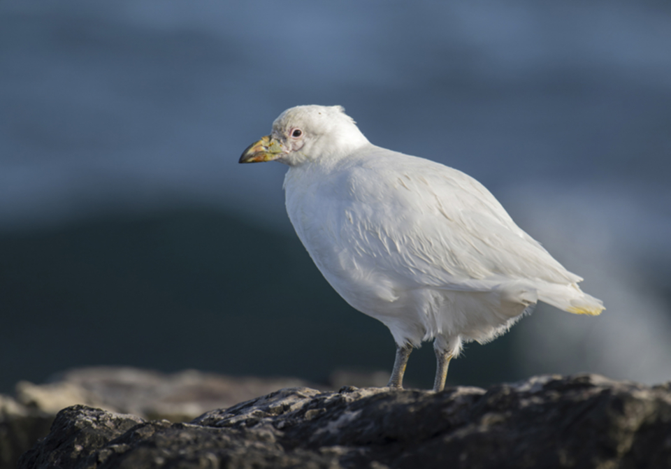 13Snowy Sheatbill.jpg 13Snowy Sheatbill.jpg