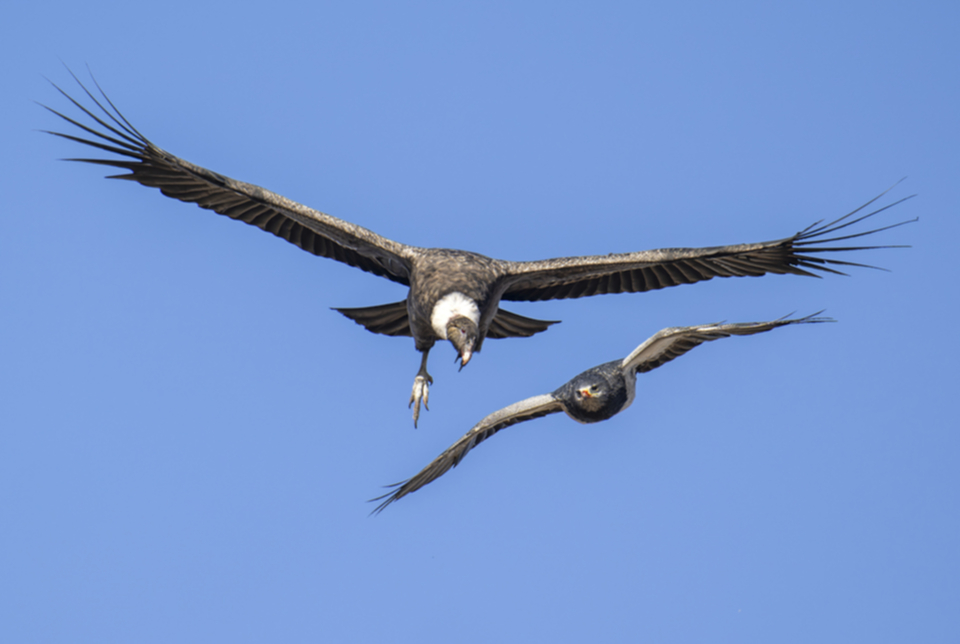 Andean Condor and Black-chested Buzzard Eagle-9.jpg Andean Condor and Black-chested Buzzard Eagle-9.jpg