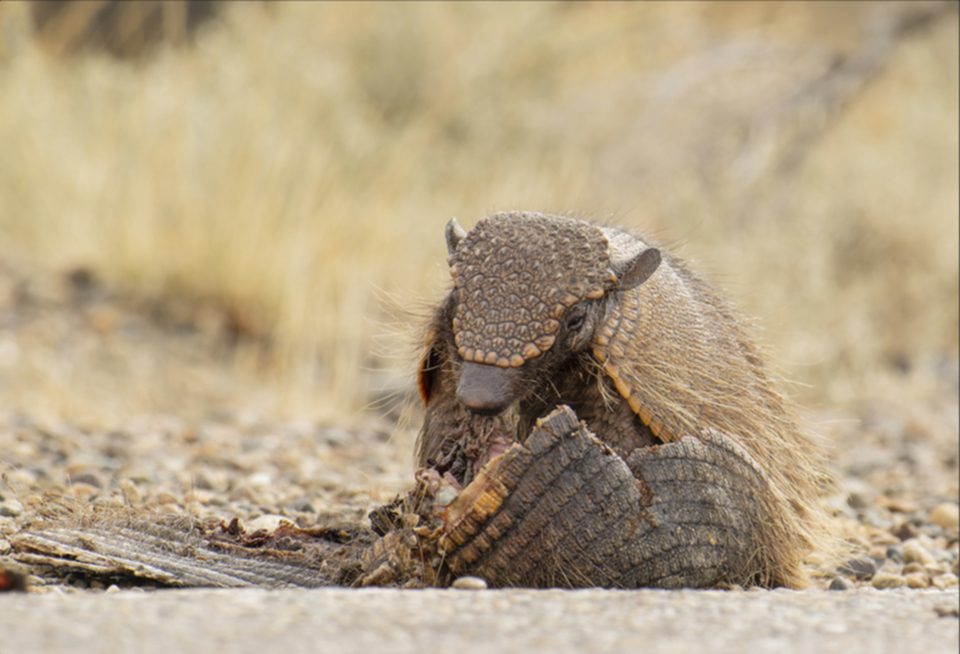 14Big Hairy Aarmadillo.jpg 14Big Hairy Aarmadillo.jpg