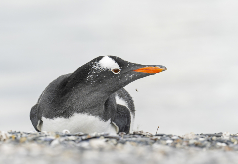 Gentoo Penguin-2.jpg Gentoo Penguin-2.jpg