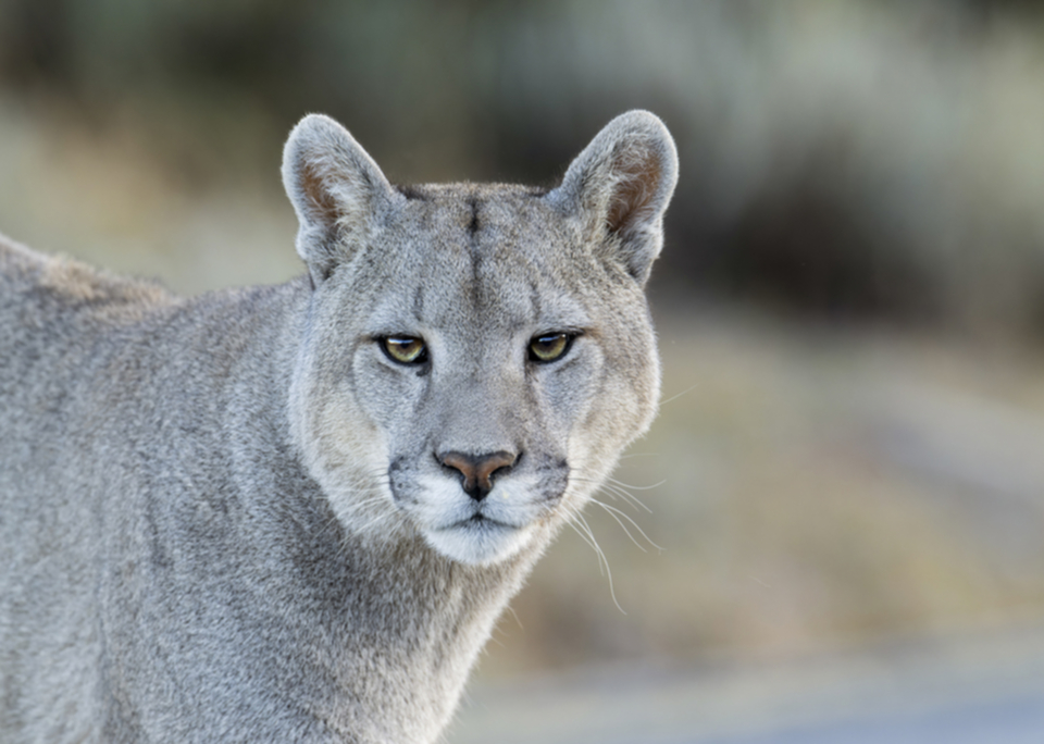 Puma-7.jpg Puma-7.jpg