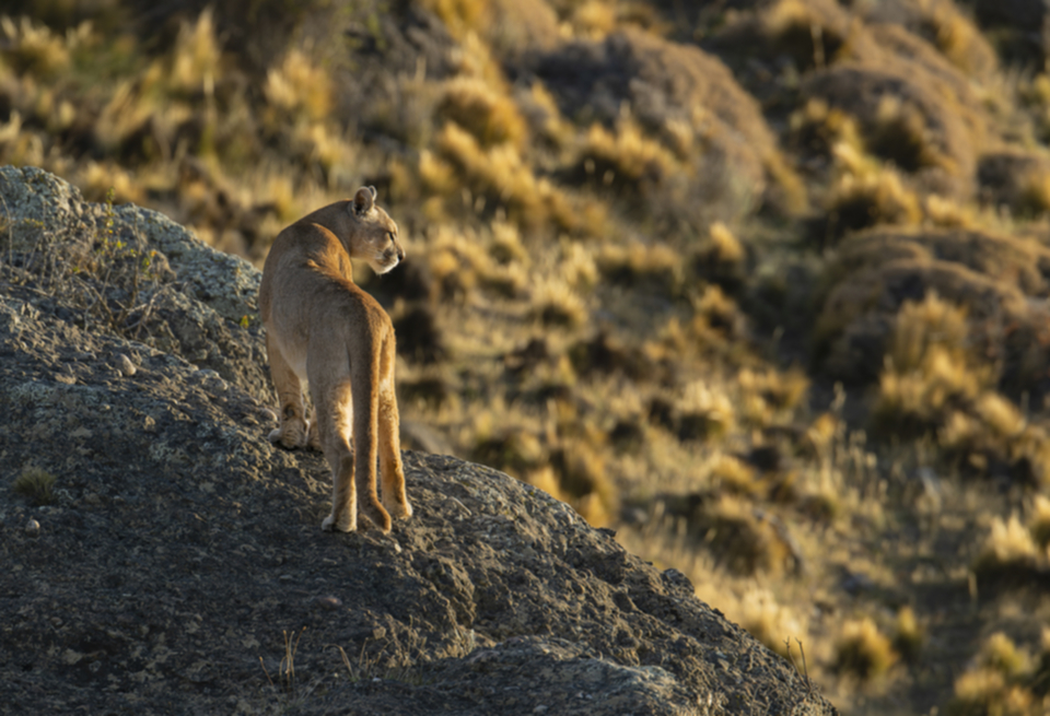 Puma1-8.jpg Puma1-8.jpg