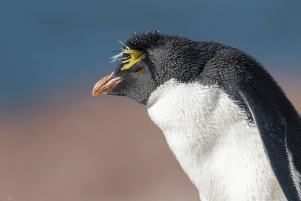 Southern Rockhopper-1.jpg Southern Rockhopper-1.jpg