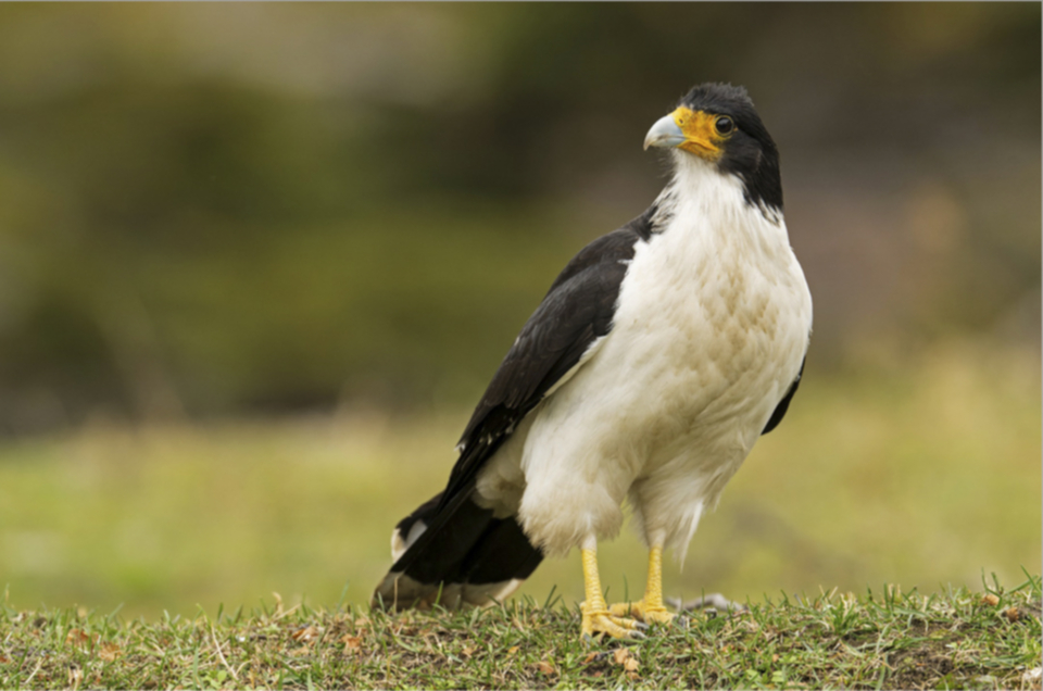 White-throated Carcara.jpg White-throated Carcara.jpg