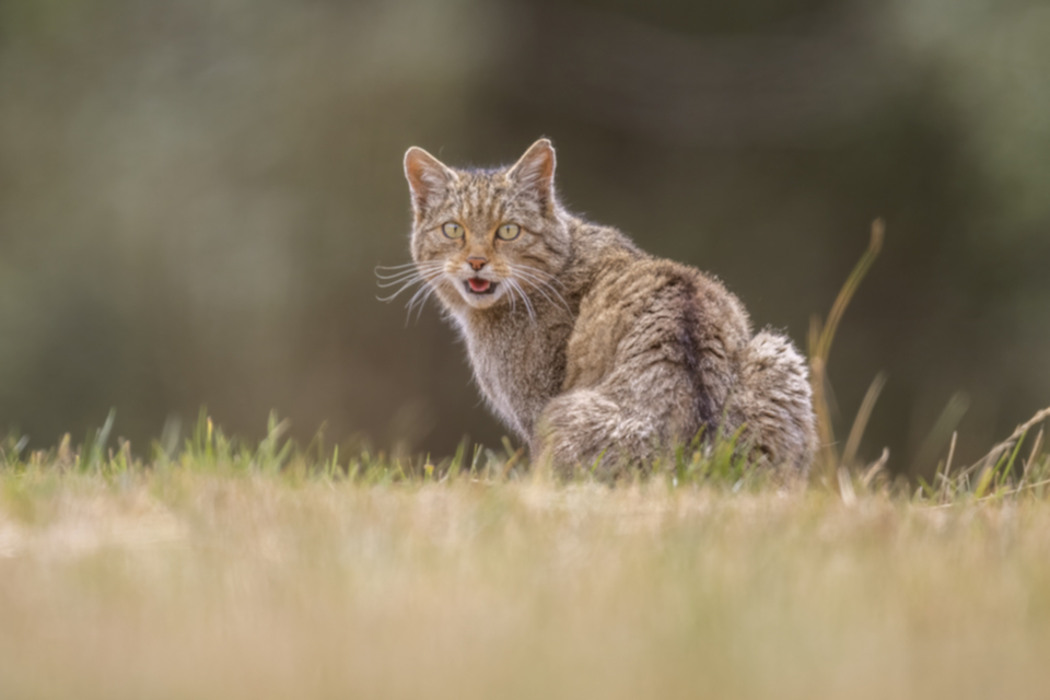 02Wildkatze.jpg 02Wildkatze.jpg