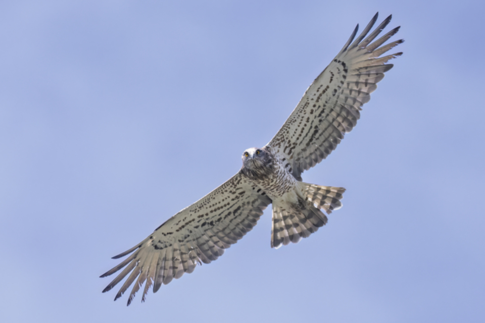 03Schlangenadler.jpg 03Schlangenadler.jpg