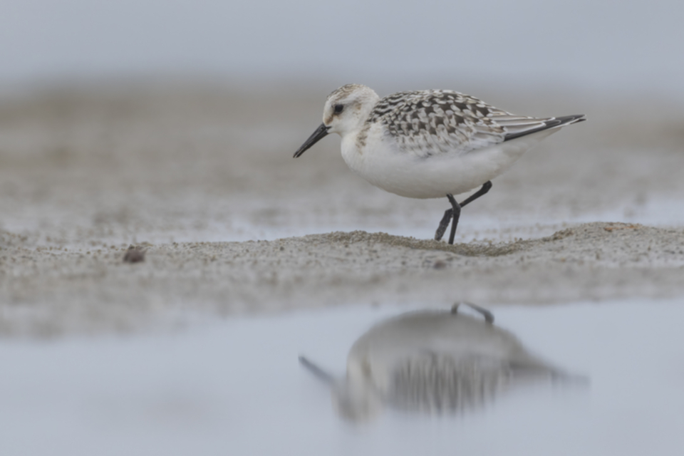14 1Sanderling_240909_br_09.jpg 14 1Sanderling_240909_br_09.jpg