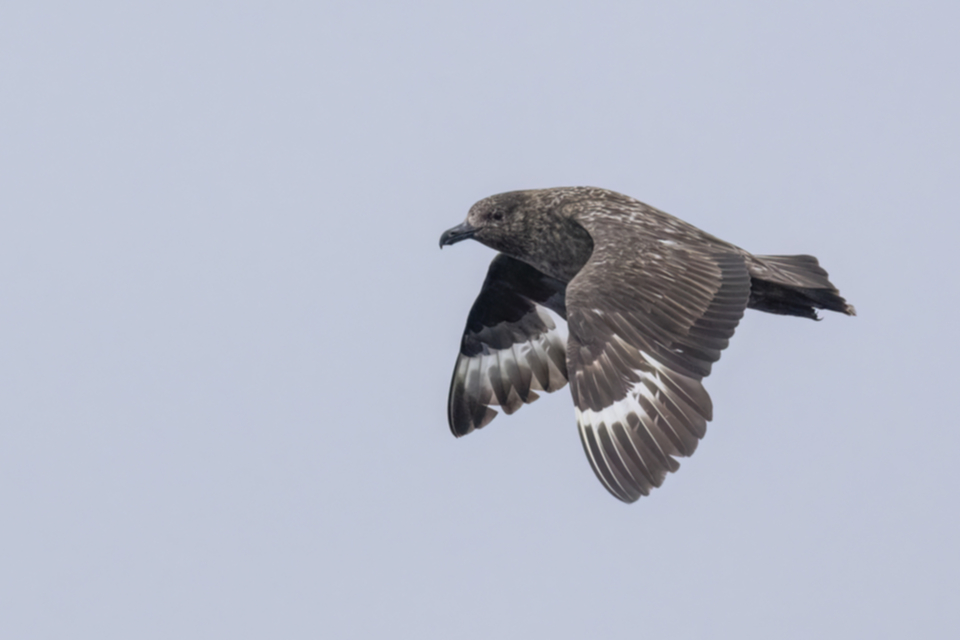 20Skua_220828_br_05.jpg 20Skua_220828_br_05.jpg