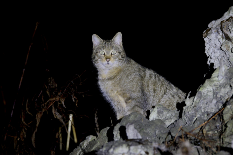 02Wildkatze.jpg 02Wildkatze.jpg