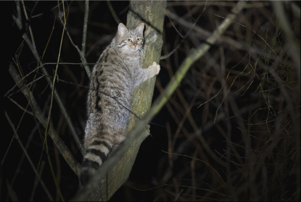 03Wildkatze.jpg 03Wildkatze.jpg