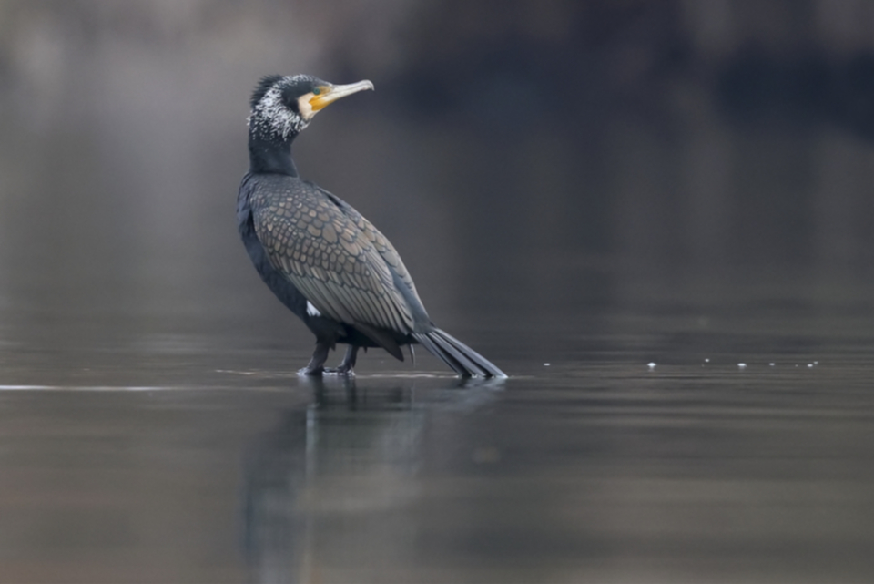 09Kormoran.jpg 09Kormoran.jpg