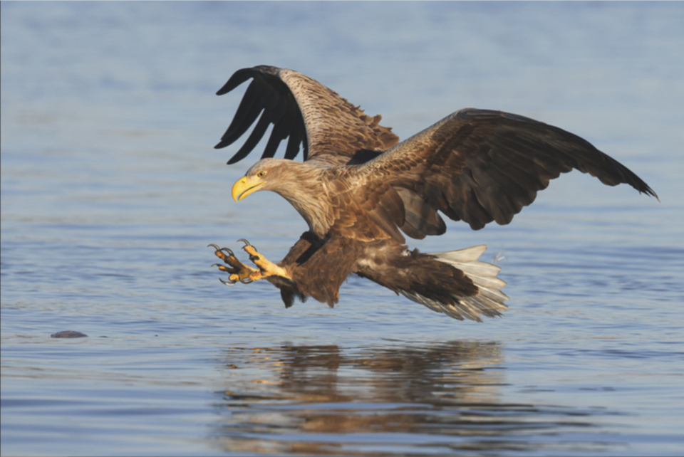 11Seeadler.jpg 11Seeadler.jpg