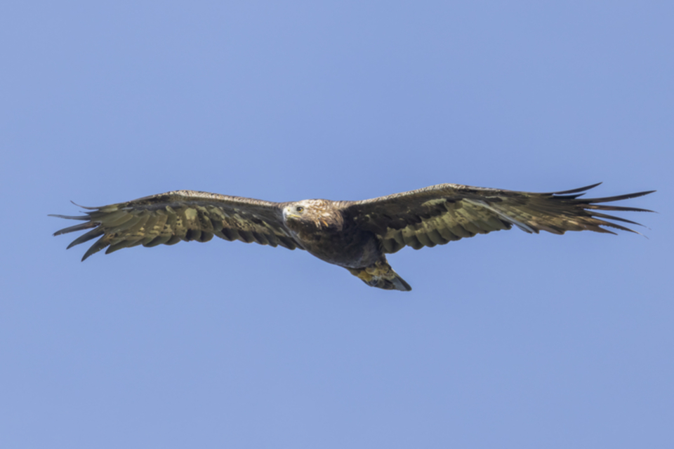 Steinadler subadult Steinadler subadult