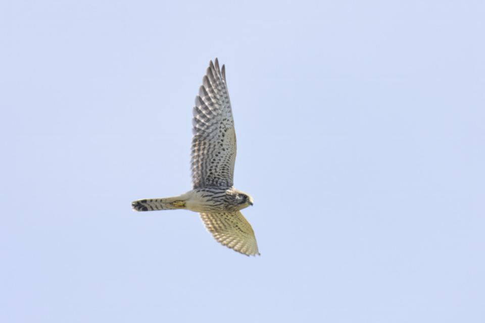 Turmfalke W ad. Turmfalke W ad.