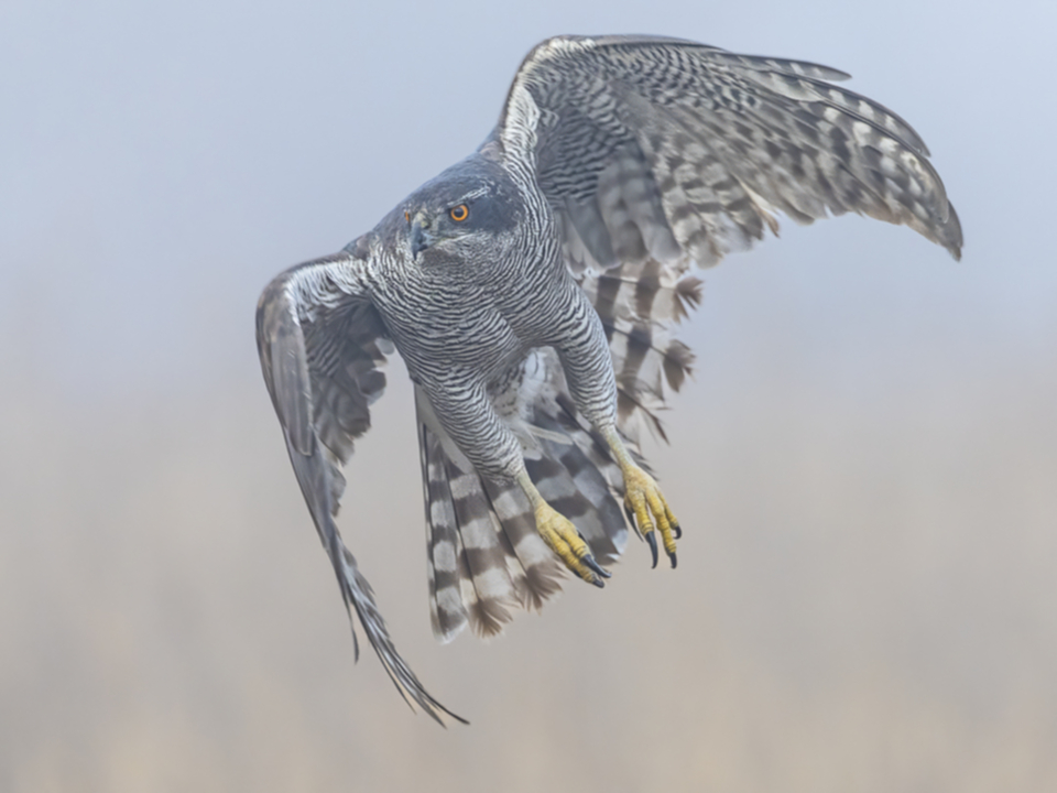 28Habicht.jpg