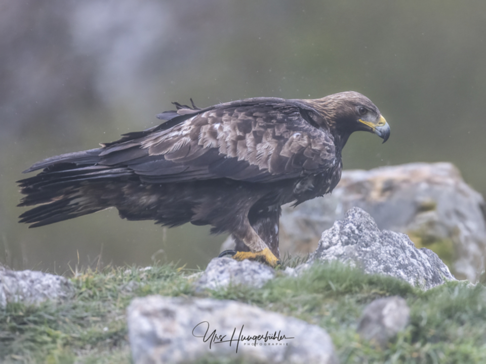 48bSteinadler.jpg