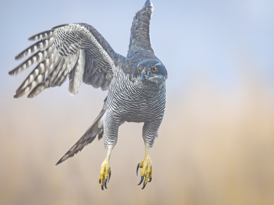 02Habicht.jpg