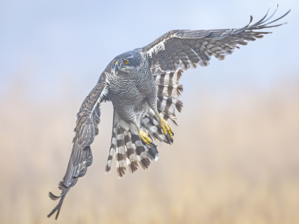 03Habicht.jpg