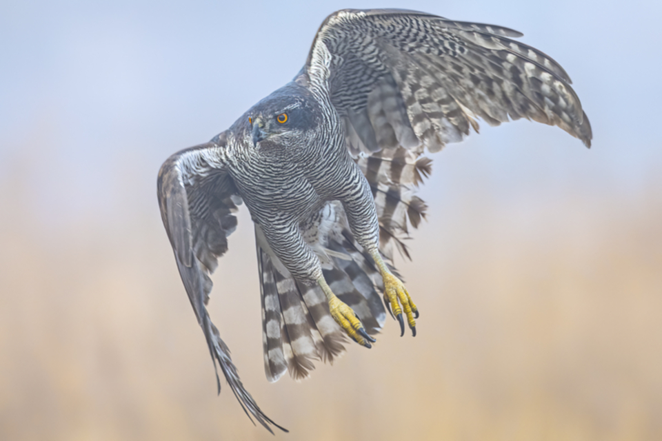 04Habicht.jpg