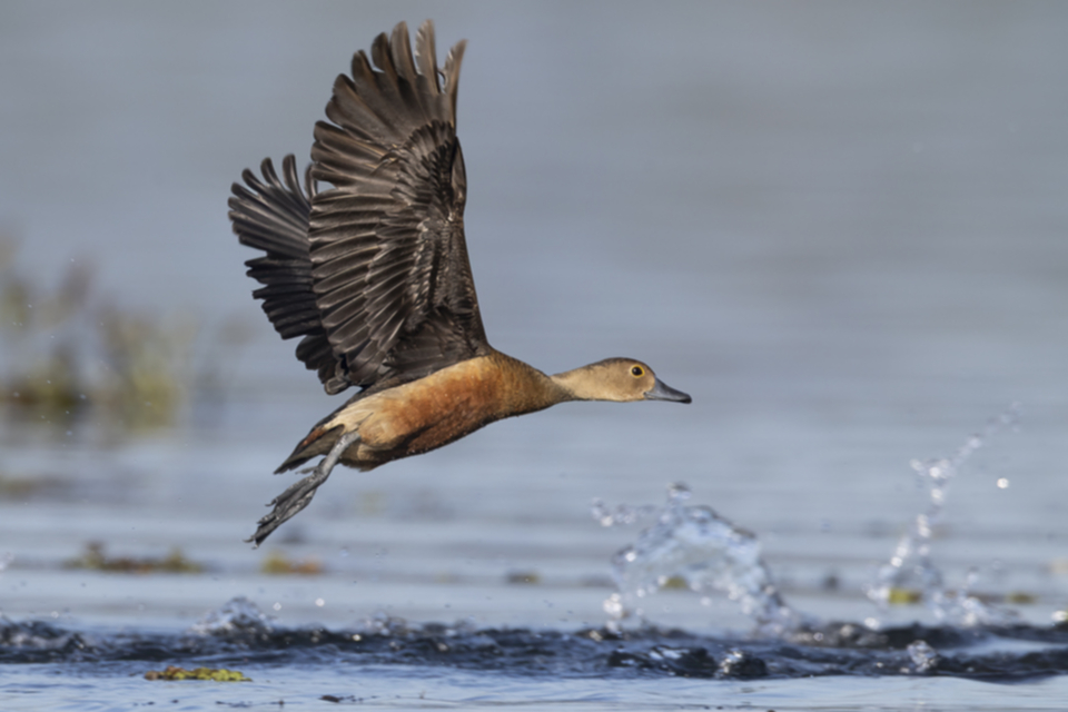 02Lesser Whistling Duck.jpg